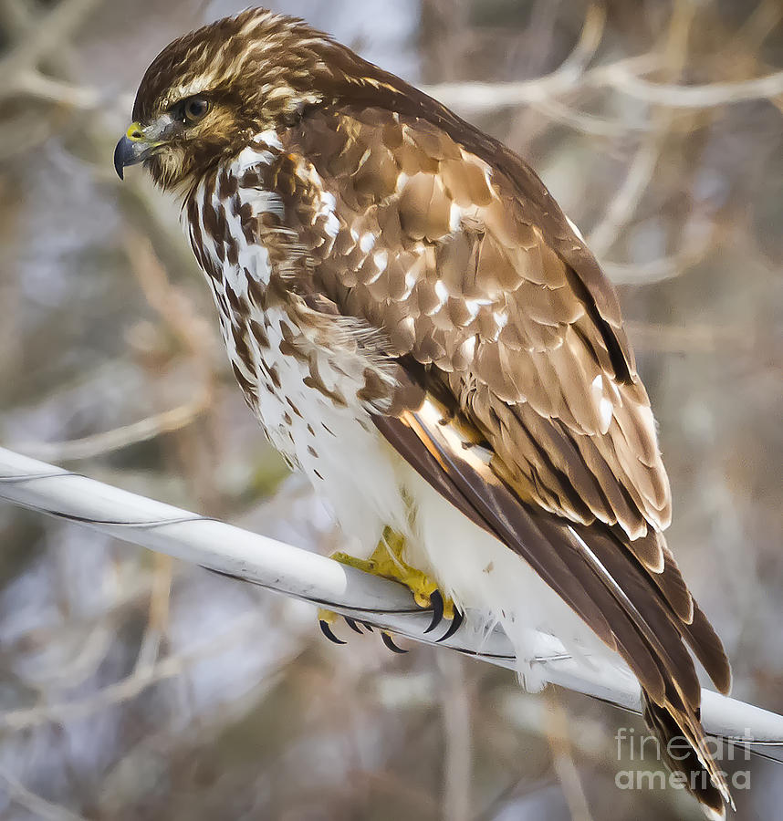 Bird Photograph - Juvenile Red-Shouldered Hawk  by Ricky L Jones