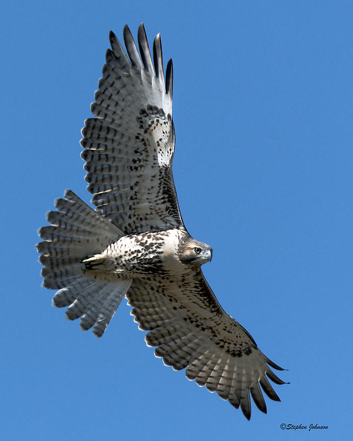 Juvenile Red-tailed Hawk at Riverside Cemetery Photograph by Stephen Johnson