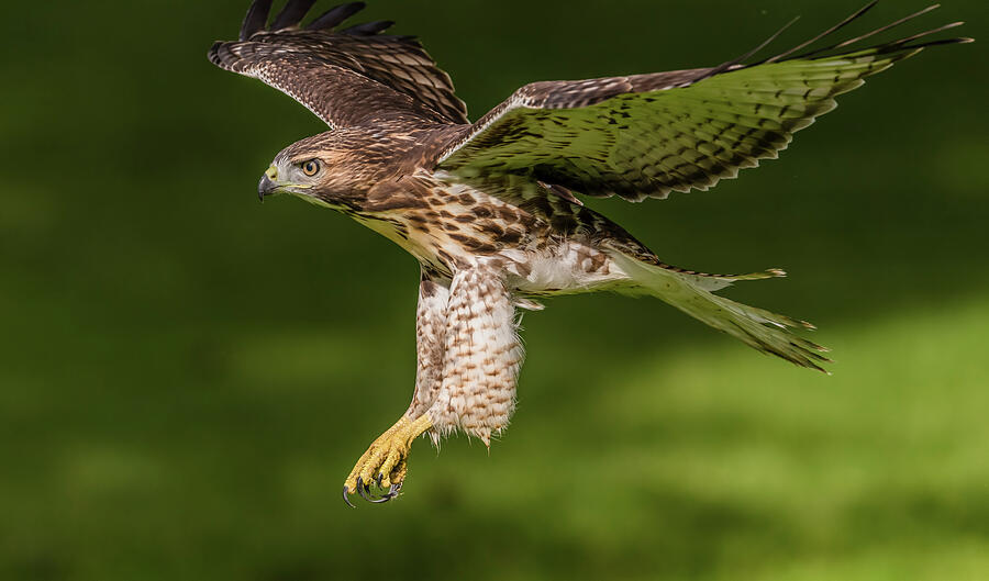 Hawk Photograph - Juvenile Red-Tailed Hawk Flying by Morris Finkelstein