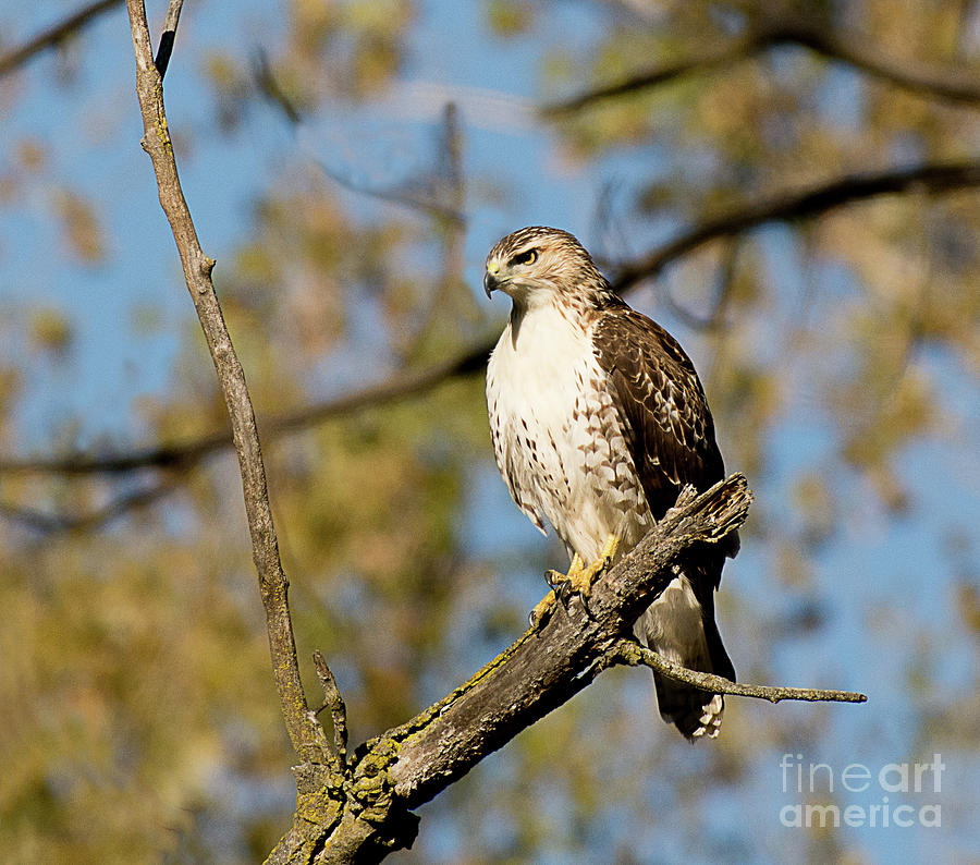 Juvenile Red Tailed Hawk Hunting Photograph by Dennis Hammer