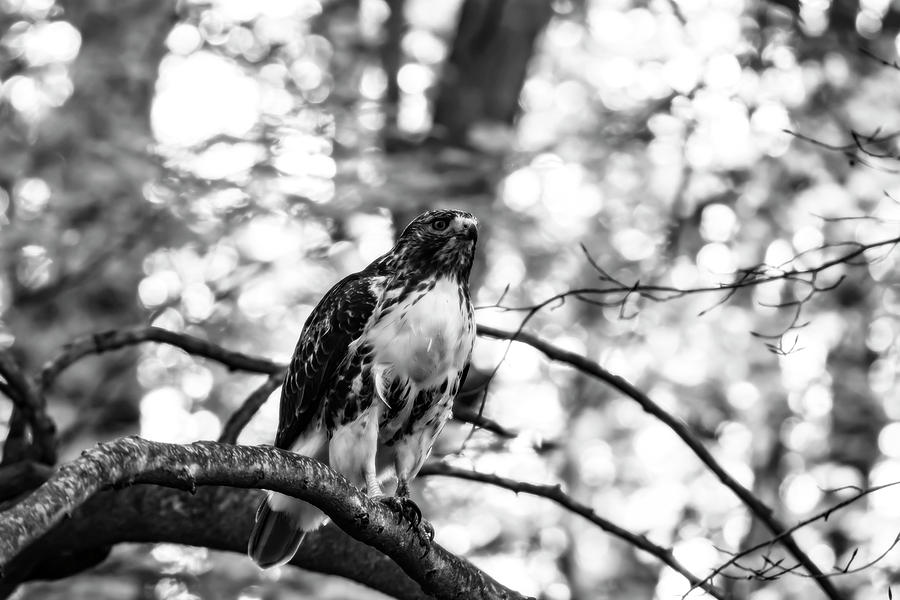 Juvenile Red-Tailed Hawk in Black and White Photograph by Tracy Winter