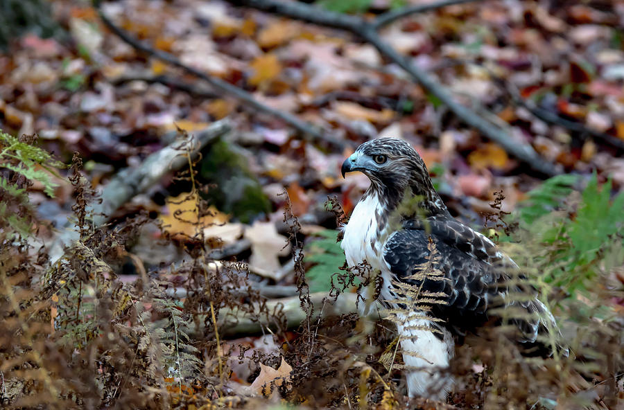 Juvenile Red-Tailed Hawk in the Leaves Photograph by Tracy Winter