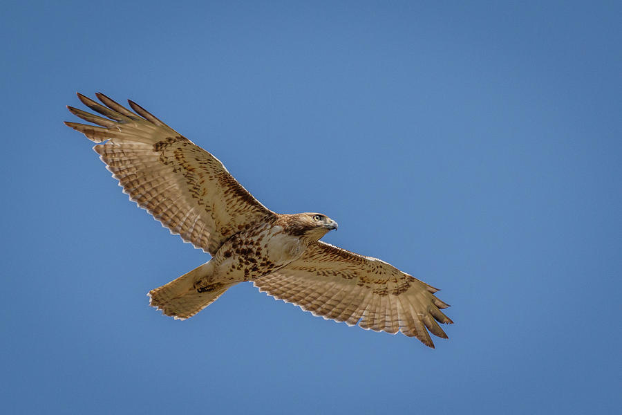 Juvenile Red-Tailed Hawk - Light Morph Photograph by Rob Weingart ...