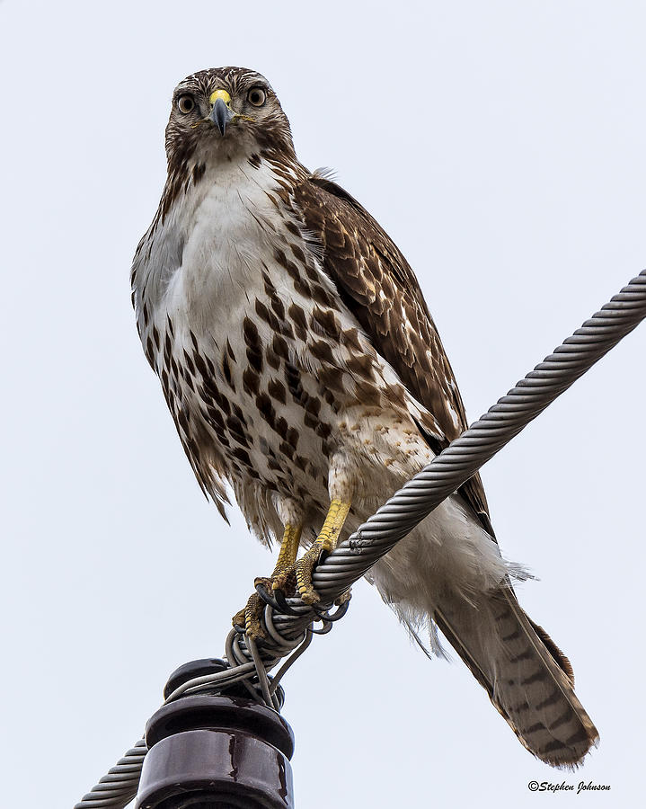 Hawk Photograph - Juvenile Red-tailed Hawk on Raptor Road by Stephen Johnson