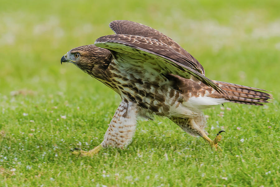 Juvenile Red-tailed Hawk Running Photograph by Morris ...