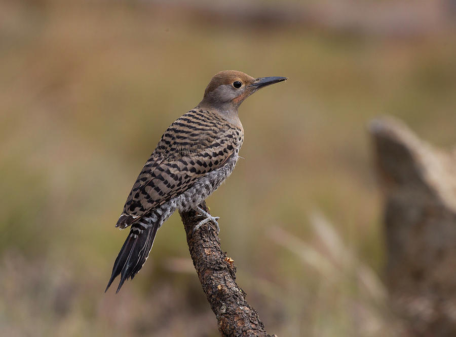 Bird Photograph - Juvenile Redshafted Flicker by Doug Lloyd