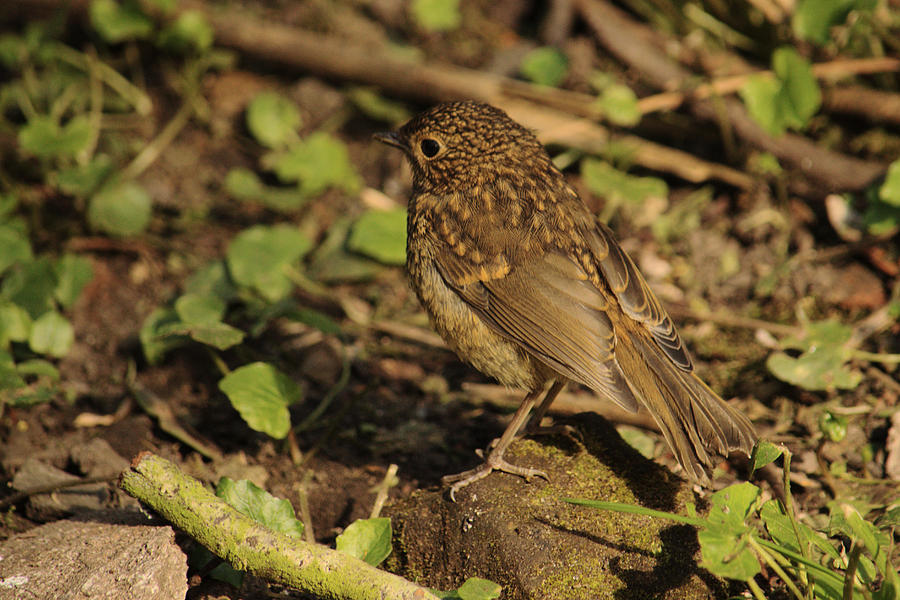 Juvenile Robin Photograph by Adrian Wale