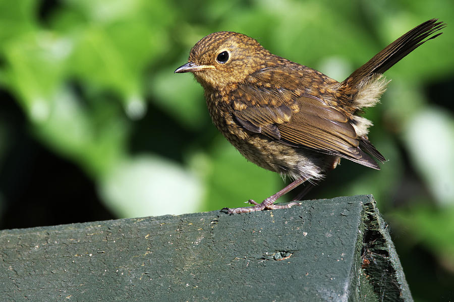 Juvenile Robin Photograph by Chris Day