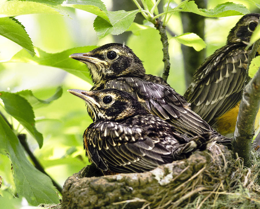 Juvenile Robins Just Prior to Fledging Photograph by Marty Saccone