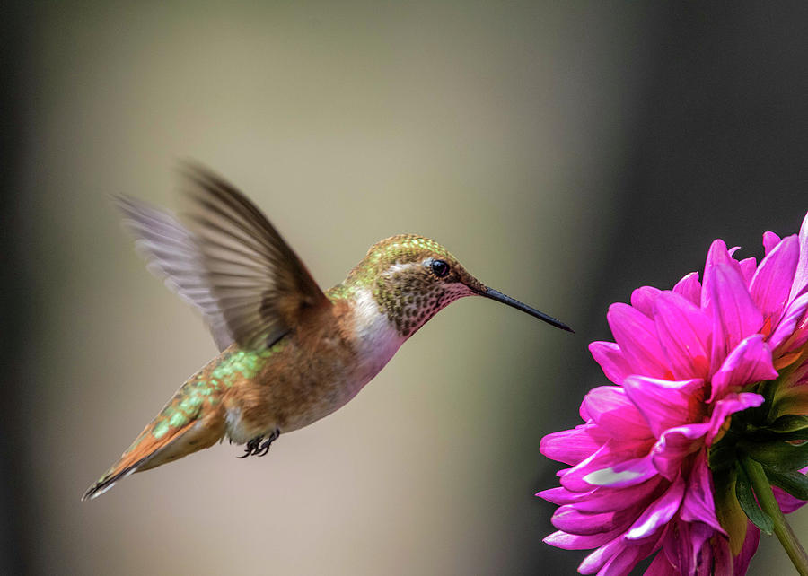 Juvenile Rufous Hummingbird and Pink Dahlia Photograph by Dawn Key