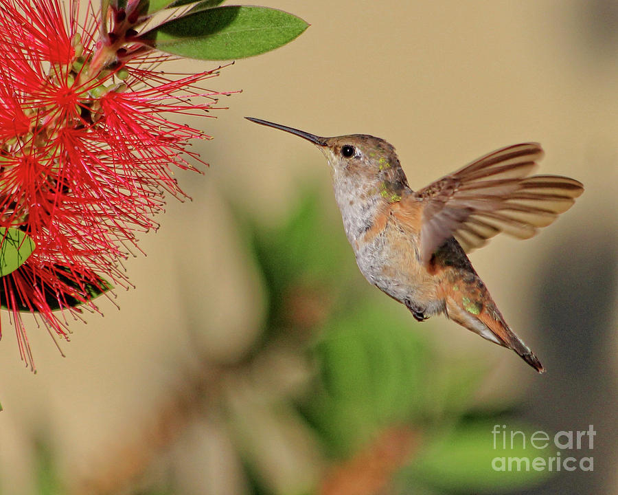 rufous hummingbird