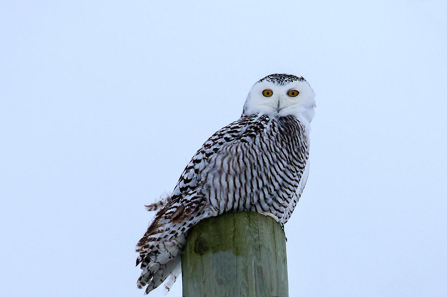 Juvenile Snowy Owl Photograph by Gary Hall