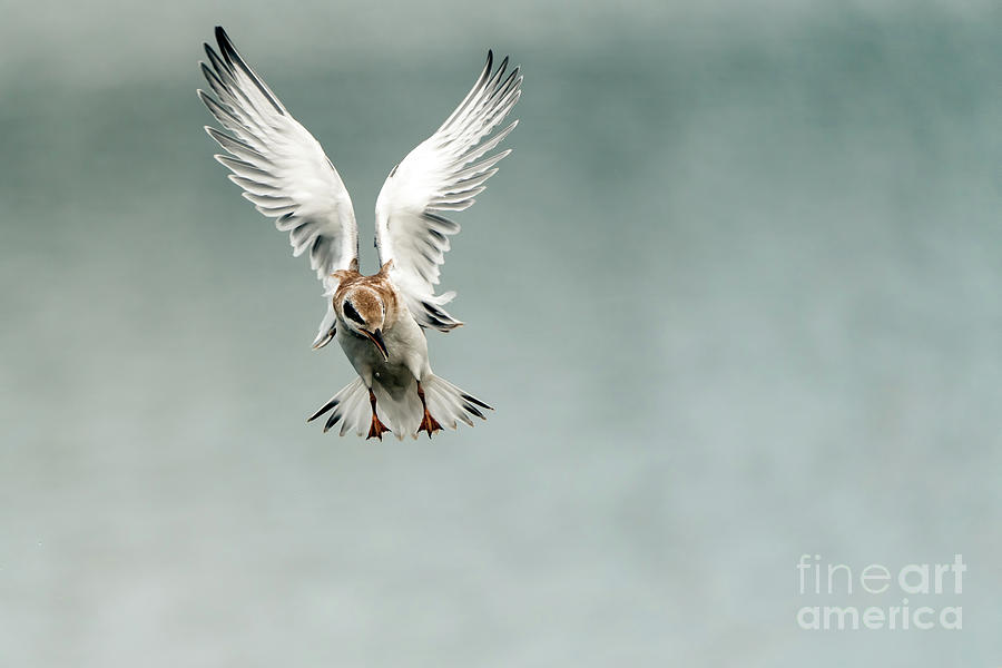 Juvenile tern in flight Photograph by Sam Rino
