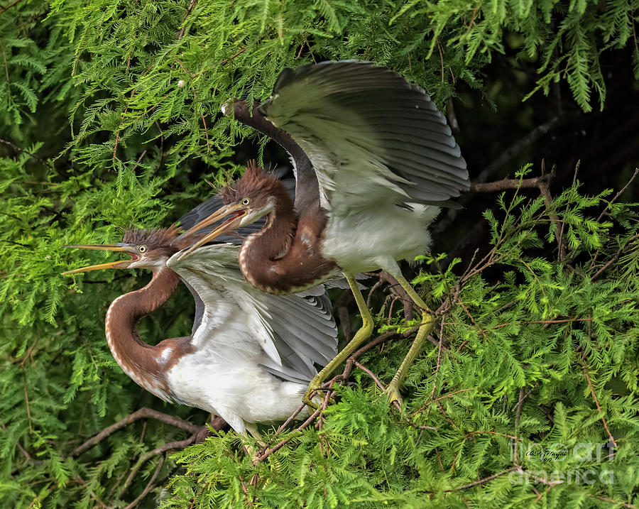 Juvenile Tricolored Heron Siblings Photograph by DB Hayes