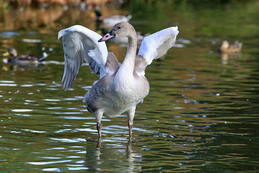Juvenile trumpeter swan Photograph by Lynn Hopwood
