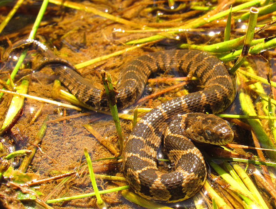 Juvenile Water Snake Photograph by Joshua Bales