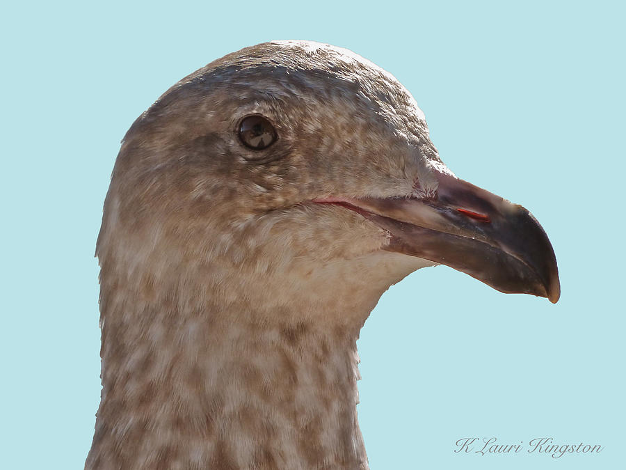 Juvenile Western Gull bird Photograph by K L Kingston