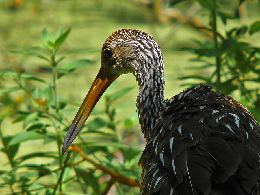Limpkin Photograph by Carl Moore