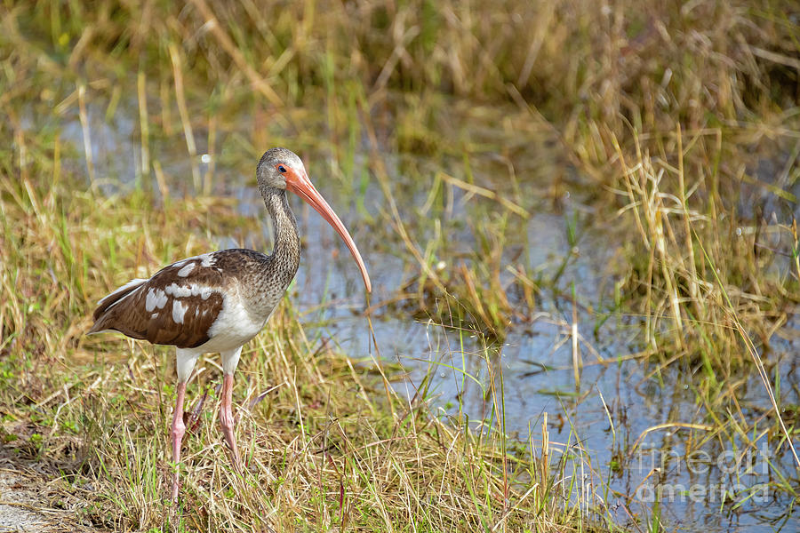 Juvenile White Ibis in The Everglades Photograph by Bob Phillips