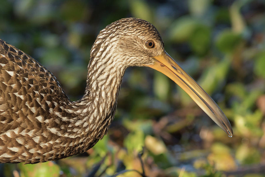 Juvenile White Ibis Photograph by Marcos Lins - Pixels