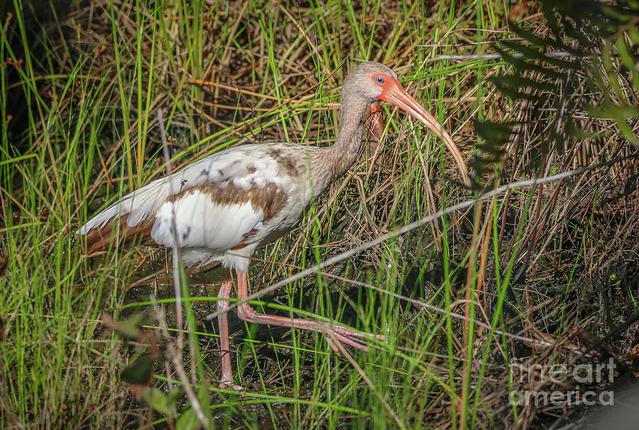 Juvenile White Ibis Photograph by Tom Claud