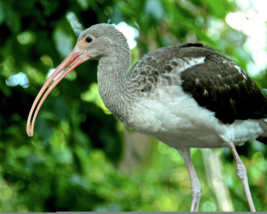 Juvenile White Ibis with Snack Photograph by Carol Bradley