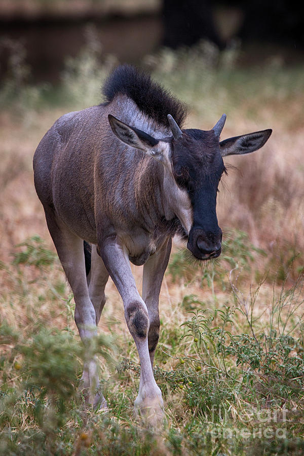 Nature Photograph - Juvenile Wildebeest by Douglas Barnard