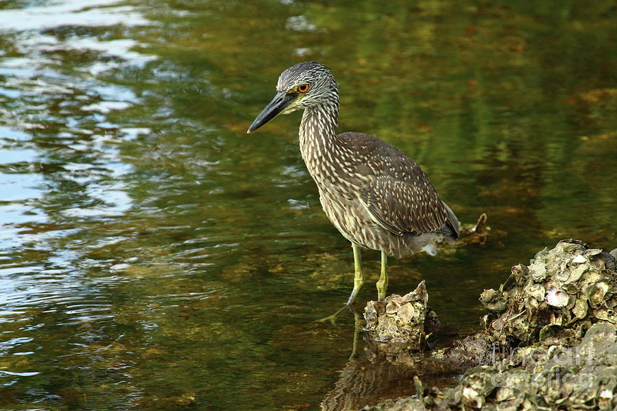 Juvenile Yellow Crowned Night Heron Photograph by Christiane Schulze Art And Photography