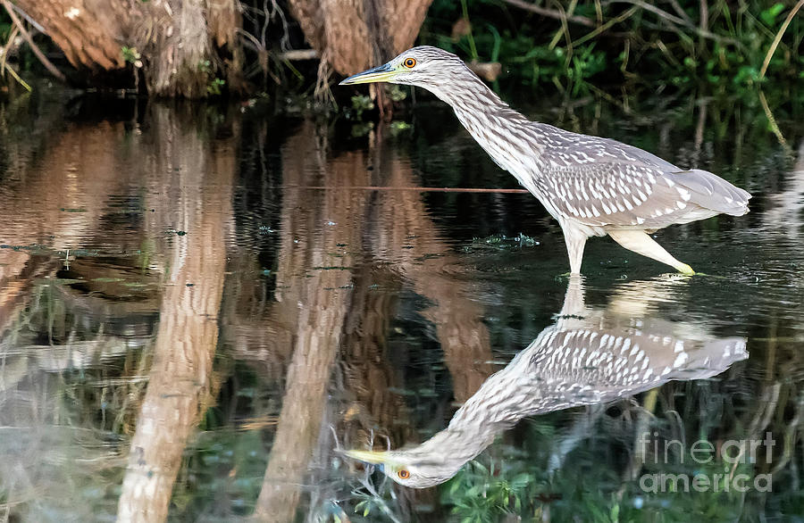 Juvenile Yellow-crowned night heron hunting Photograph by Rodney Cammauf