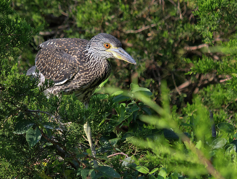 Juvenile Yellow-crowned Night-heron Photograph by Scott Miller
