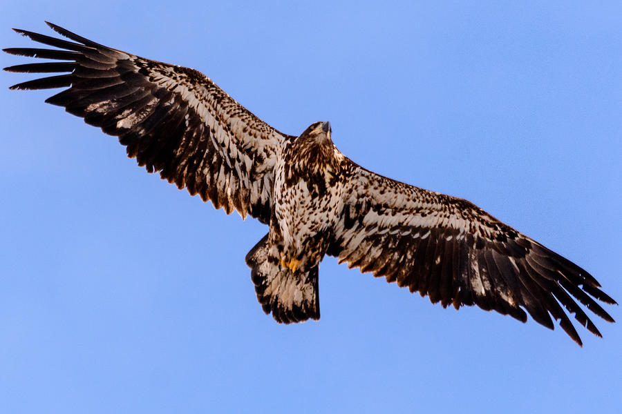 Juvenile Bald Eagle Photograph by Randy Scherkenbach