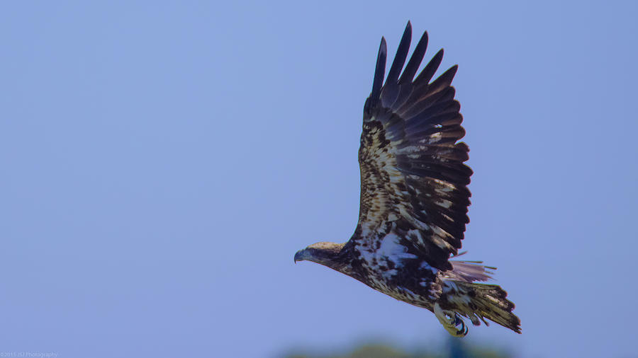 Juvie Bald Eagle Takes Flight Photograph by Jeff at JSJ Photography