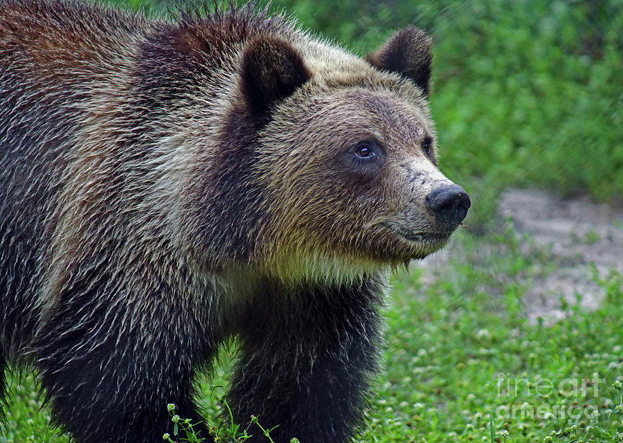 Juvie Grizzly Bear Photograph by Larry Nieland
