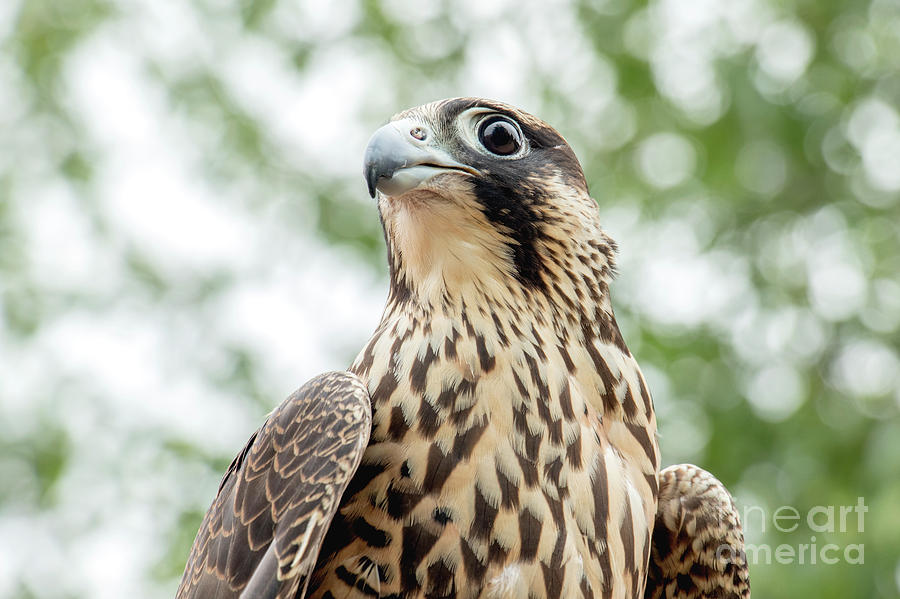 Juvinille Peregrine Falcon Photograph by Angie Rea