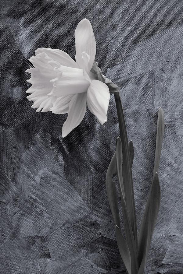 Juxtaposition Spring Flower Gloomy Day Photograph by Brenda Pressnall ...