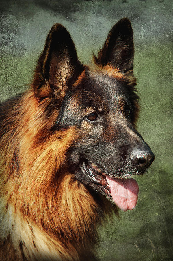Dog Photograph - K 9. Long Haired German Shepherd by Jenny Rainbow