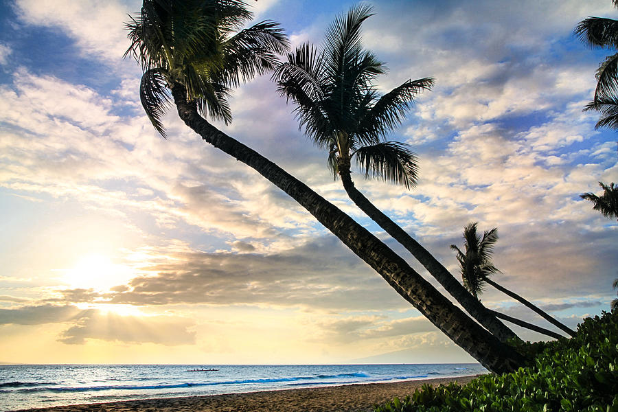 Kaanapali Palms Maui Hawaii Photograph by DJ Florek