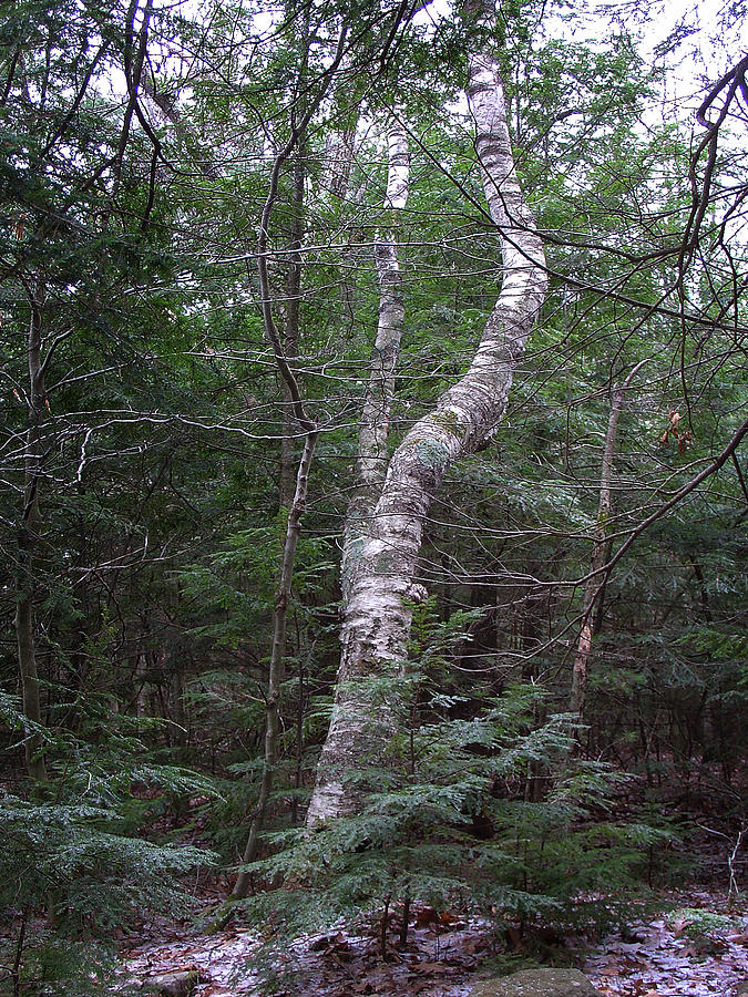 Kaaterskill Classic Birch Photograph by Terrance DePietro