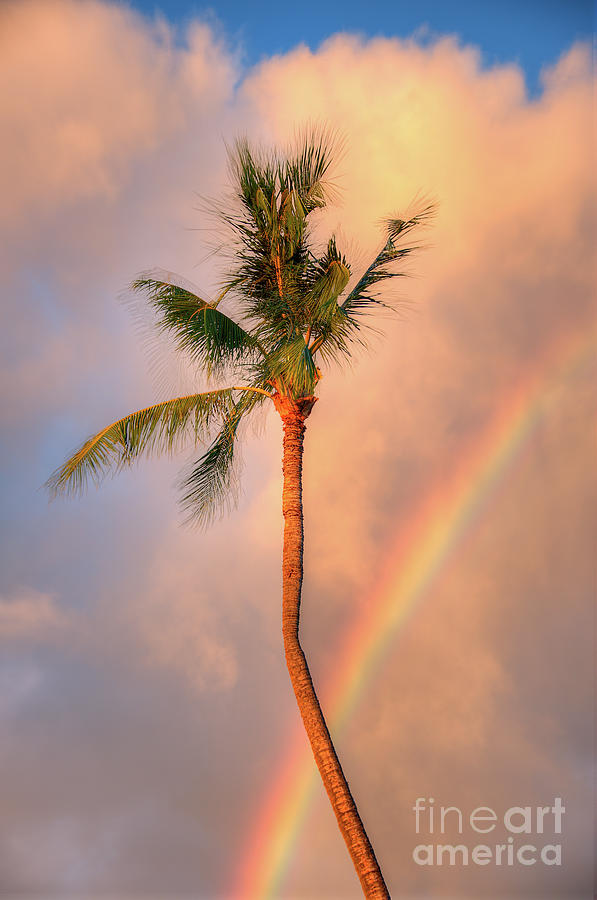 Kahekili Beach Park Rainbow Palm Photograph by Kelly Wade