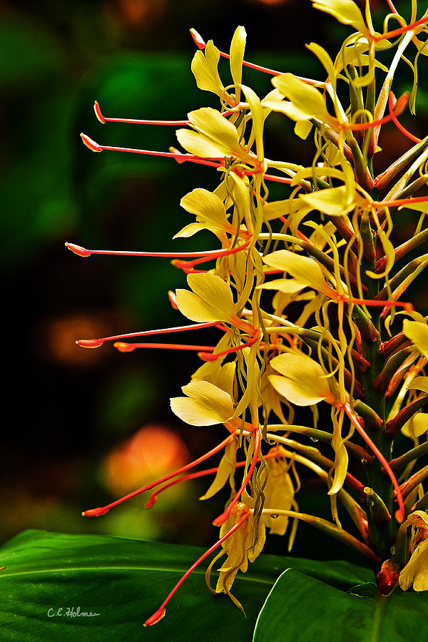 Nature Photograph - Kahili Ginger by Christopher Holmes