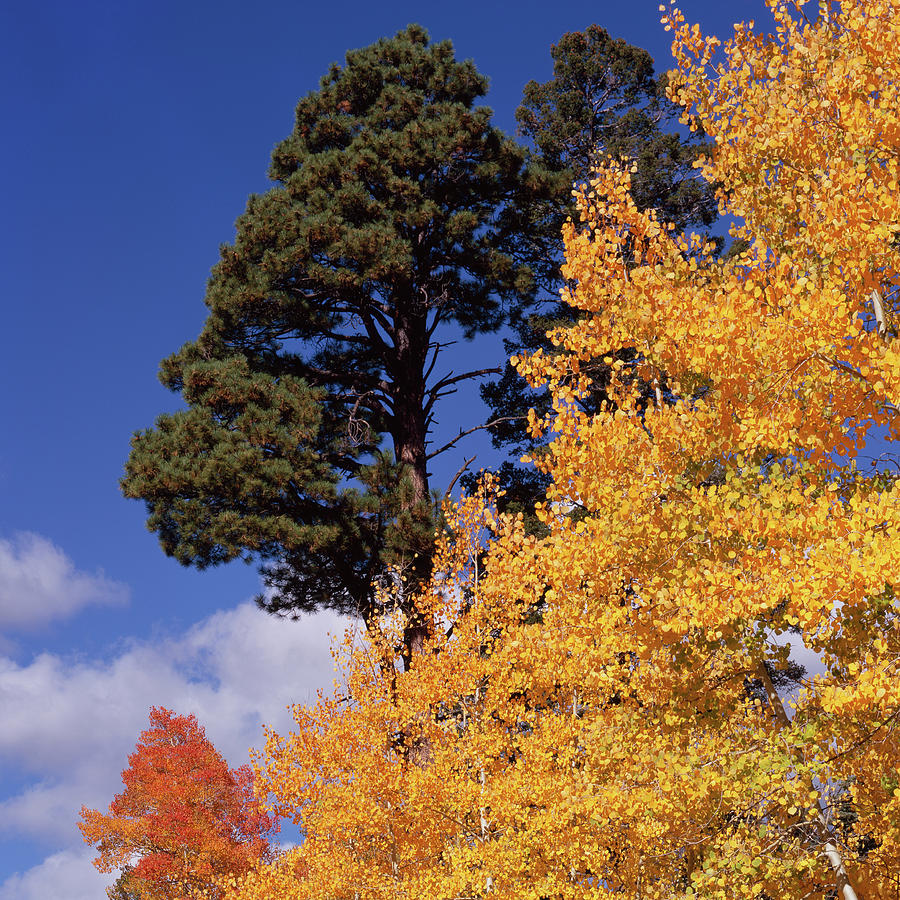 Kaibab Autumn Colors-SQ Photograph by Tom Daniel