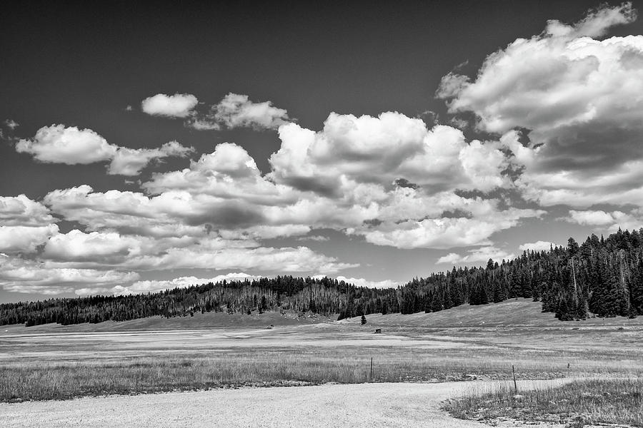 Kaibab Plateau BW Photograph by Ginger Stein
