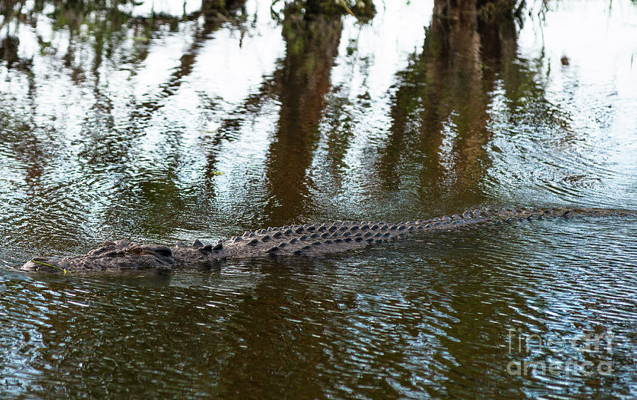 Kakadu Croc Photograph by Andrew Michael
