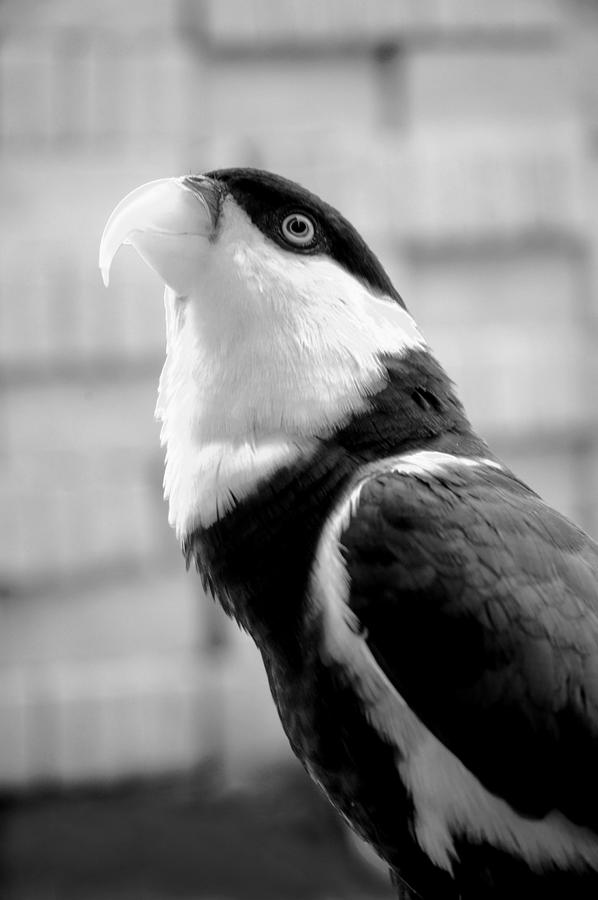 Wildlife Photograph - Kakaktua Bird by Mario Bennet