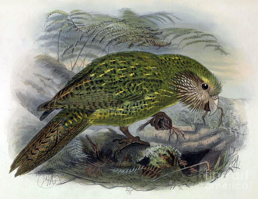 Kakapo, Endangered Species Photograph by Biodiversity Heritage Library