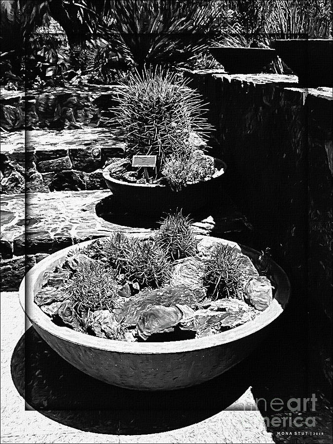 Kakteen Cactus Garden Bw Photograph