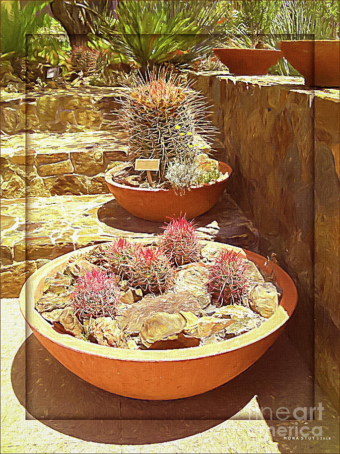 Kakteen Cactus Garden Photograph by Mona Stut