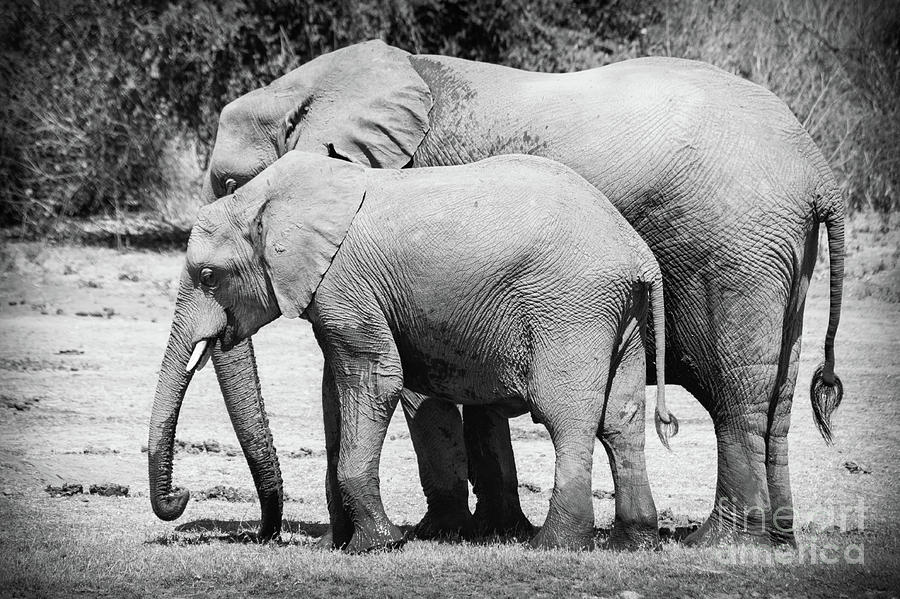 Kalahari Elephant Pair Photograph by OiLin Jaeger