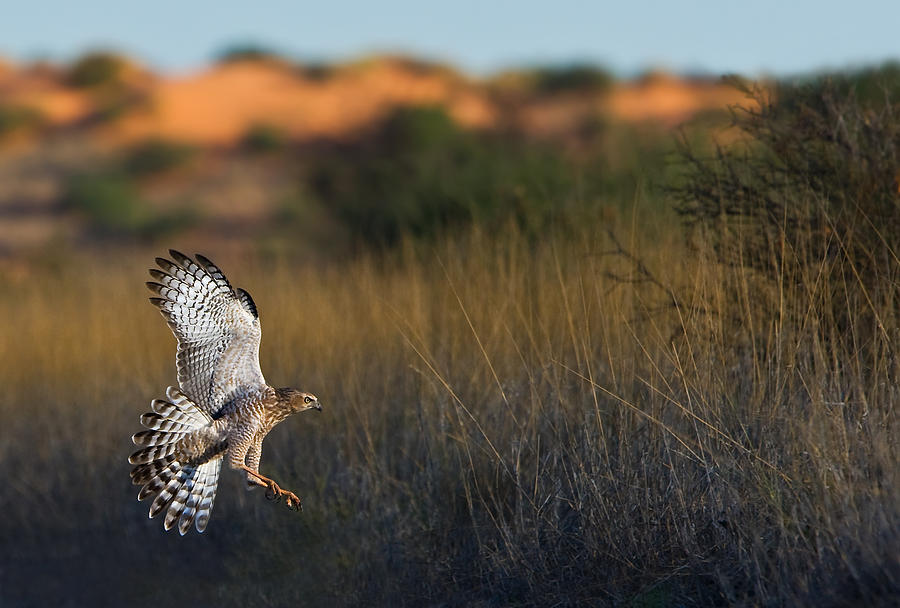 Hawk Photograph - Kalahari Goshawk by Basie Van Zyl