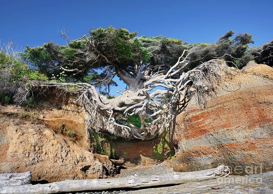 Kalaloch Tree of Life Photograph by Martin Konopacki